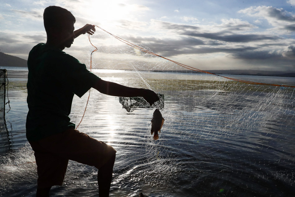 Taal Lake Fish Kill 'starting' With Bangus, Agri Chief Says 