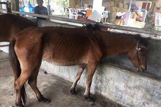 Horse rescued from Taal volcano island dies due to respiratory problems