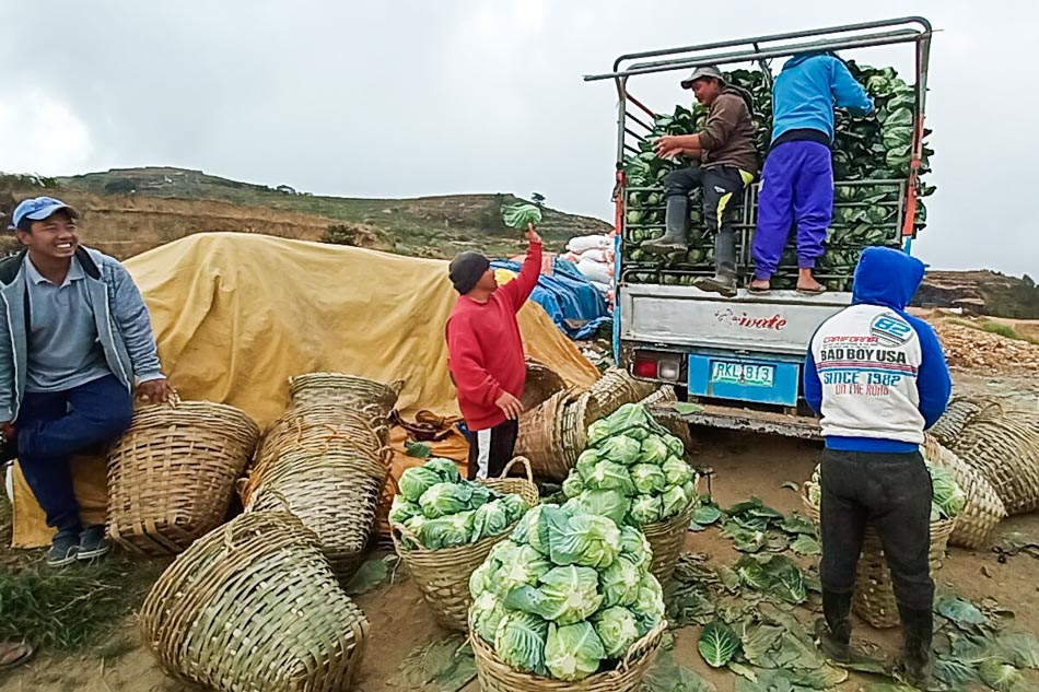 Farmers in Benguet load cabbage onto a truck to be sold in different markets including Manila. Alren Beronio, ABS-CBN News
