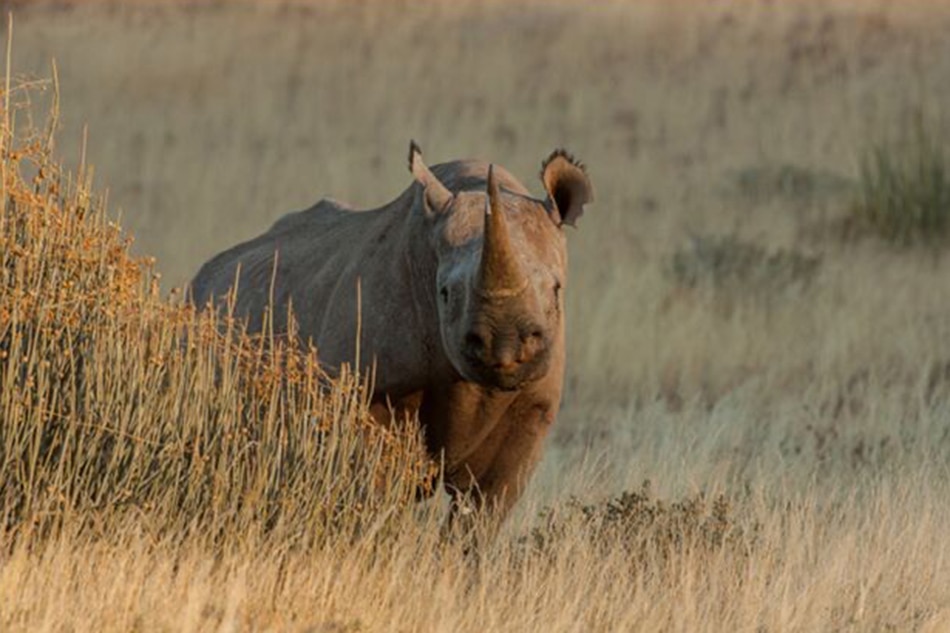 Nearly extinct rhino population finally increased 1