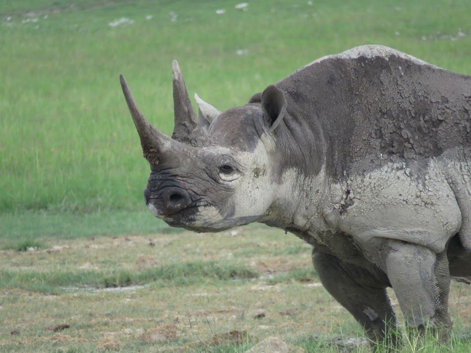 Nearly extinct rhino population finally increased 2