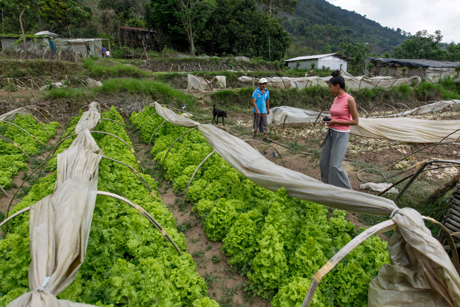 From truck drivers to farmers, vegetable industry in northern Luzon hits roadblock 8