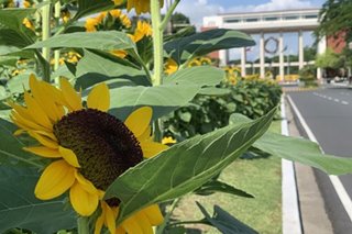 Sa gitna ng pandemya, mga sunflower simbolo ng pag-asa sa UP Diliman