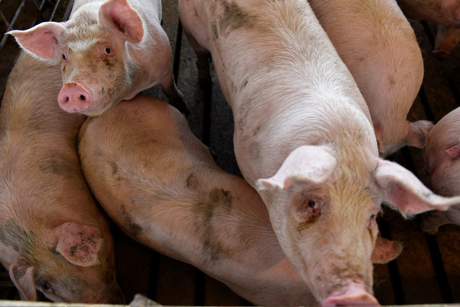 us-meat-plant-closures-mean-pigs-are-gassed-or-shot-instead-abs-cbn-news