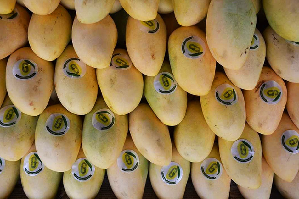 Here&#39;s how we can save Guimaras mangoes from COVID-19 1