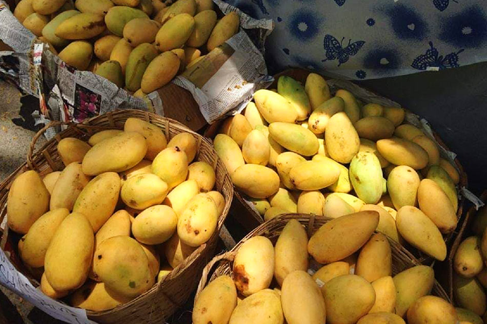 Here&#39;s how we can save Guimaras mangoes from COVID-19 2