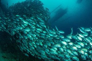 Climate change driving marine species poleward