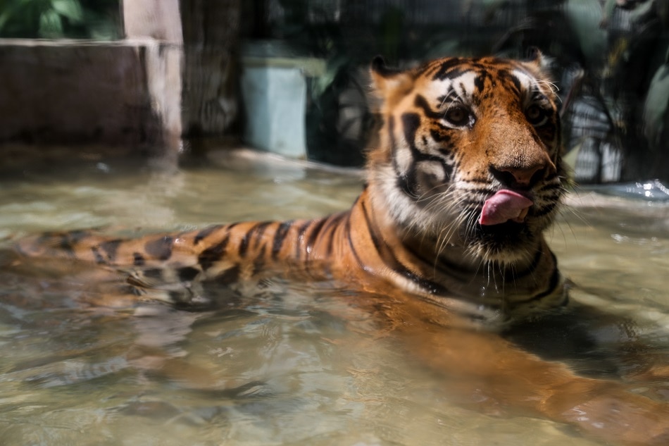 World tiger population grows but SE Asia threats 'critical': WWF | ABS-CBN  News