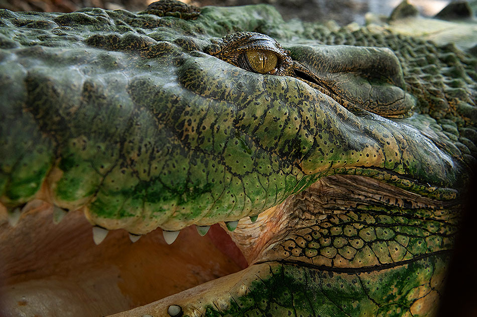 Researchers study Deinosuchus, the ancient and massive terror crocodile