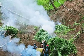 Over P2 million worth of marijuana torched in Tabuk, Kalinga
