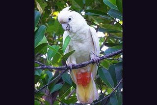Philippine cockatoo ‘Gold’ raises new hatchling in Palawan