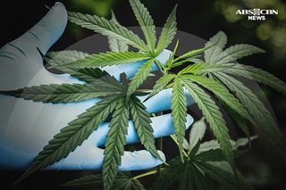 Marijuana nagkakahalaga ng P3 milyon, nasamsam sa Caloocan