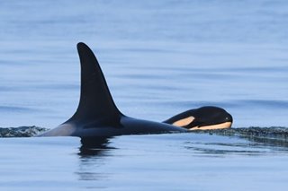 Orca that carried dead calf for 17 days gives birth again