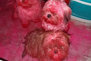 PETA reminds public to keep ‘harmful’ items out of pets' reach after viral pink dogs