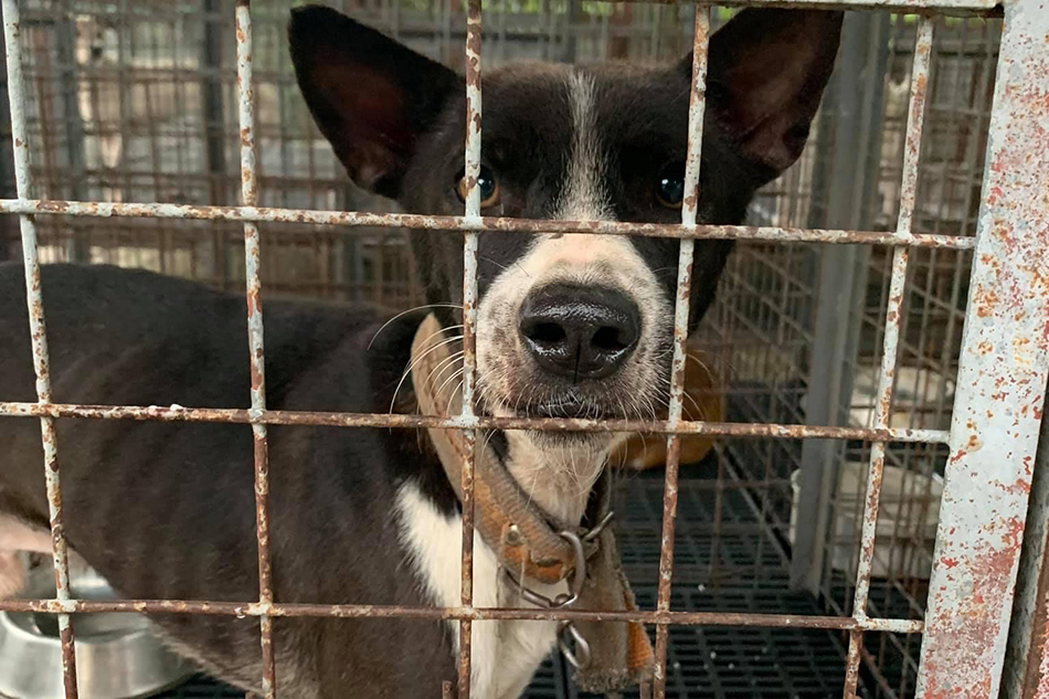 Animal rights group calls on public to rescue 100 dogs from death row | ABS-CBN News Animal rights group calls on public to rescue 100 dogs from death row | ABS-CBN News