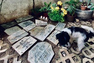 LOOK: Pet lover in Cebu has a pet cemetery in front of her house