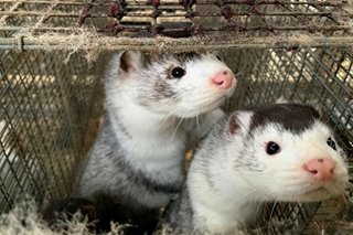 China's fur farms see opportunity as countries cull mink over COVID-19 fears