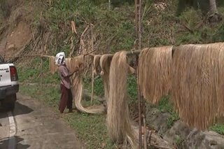 'Muling pag-ani ng abaca sa Catanduanes posibleng abutin ng buwan, taon'