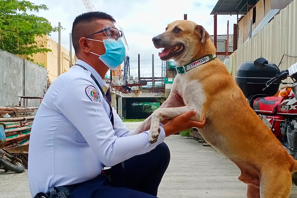 Good doggo: Taguig mall adopts stray dogs as part of its security team 1