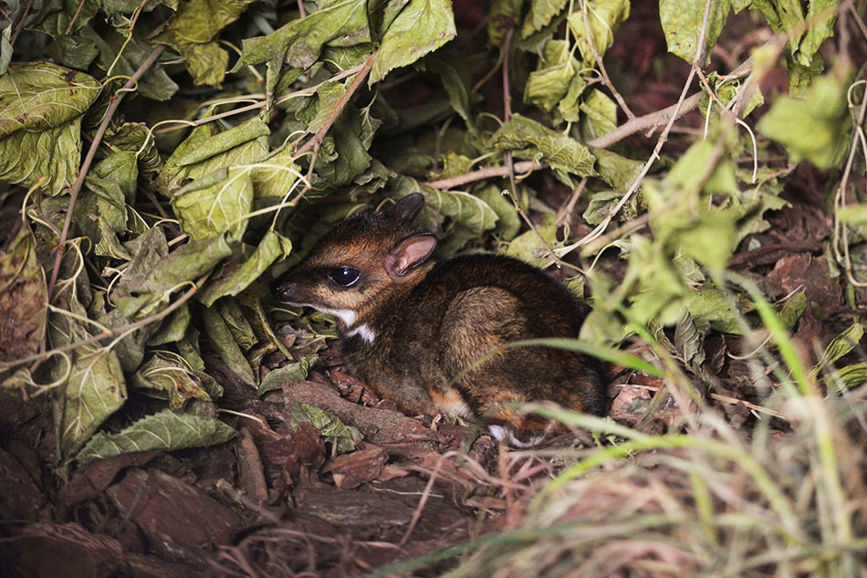 The size of a matchbox, a rare mouse deer is born on camera in Poland 1