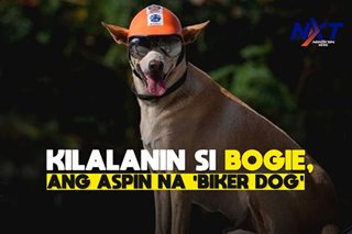 Kilalanin si Bogie, ang aspin na biker dog