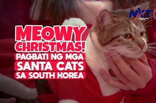 Meowy Christmas, pagbati ng mga Santa cats sa South Korea