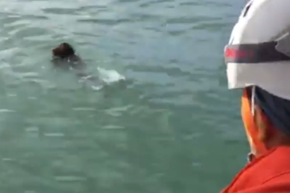 WATCH: Glimmer of hope as groups rescue animals left behind after Taal eruption