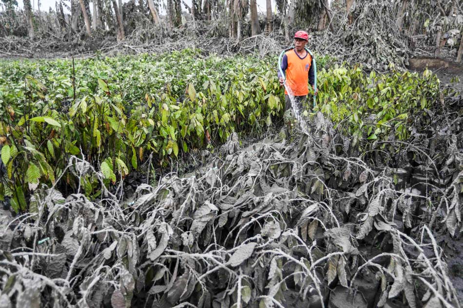 Taal Volcano s Damage To Agriculture Sector Reaches P3 06 Billion ABS 