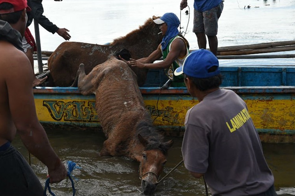 Risking lives to rescue horses in Taal &#39;no man&#39;s land&#39; 1