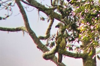 Majestic! Juvenile Philippine eagle spotted in Mt. Apo