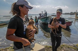 More animals rescued from Taal Volcano island