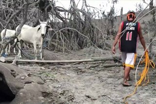 Group calls for rescue of animals in permanent danger zone of Taal Volcano