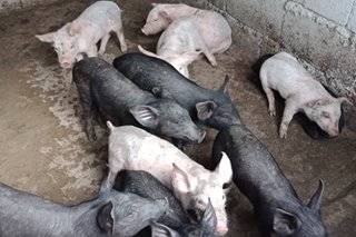 Mga baboy sa Benguet, apektado na rin ng African swine fever