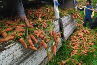 Cordillera farmers throw away veggies due to lack of buyers amid COVID-19 quarantine