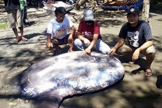 Sunfish na may 1 metrong haba natagpuang patay sa dalampasigan sa Sarangani Bay