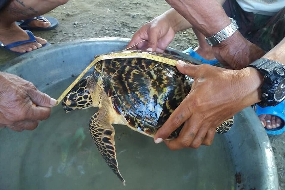 Sumabit na Hawksbill Marine Turtle sa Surigao del Norte, pinakawalan rin 1
