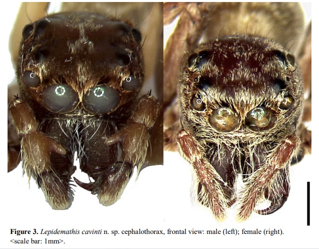 Seven Sri Lankan spider species surprise scientists – Mongabay Kids