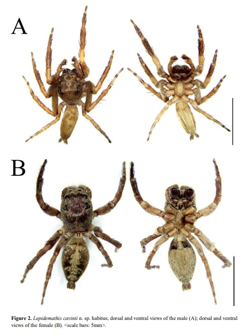 LOOK: Pinoy father-daughter scientists discover 3 new jumping spider species in Luzon 2