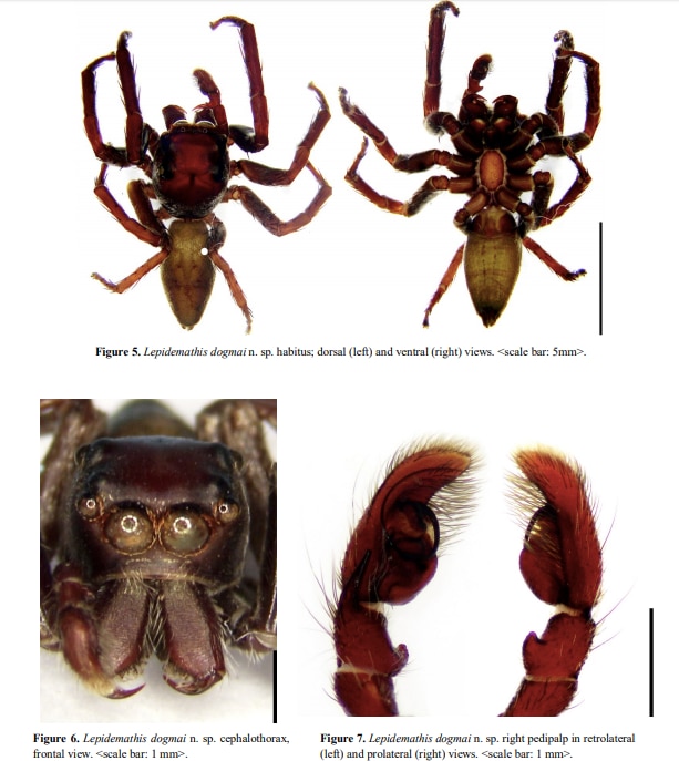 LOOK: Pinoy father-daughter scientists discover 3 new jumping spider species in Luzon 3