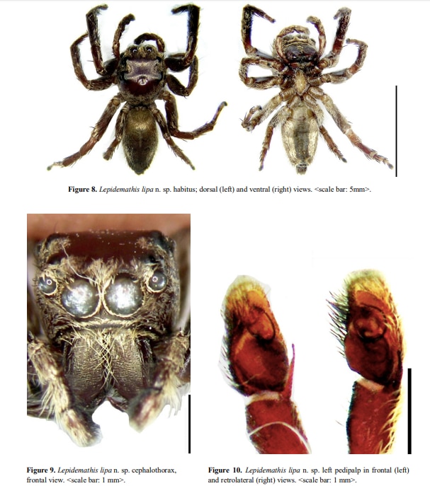 LOOK: Pinoy father-daughter scientists discover 3 new jumping spider species in Luzon 4