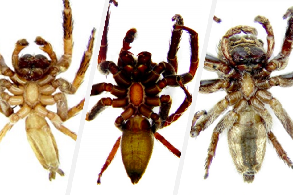 Look Pinoy Father Daughter Scientists Discover 3 New Jumping Spider 