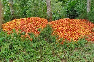 P2 kada kilo: Oversupply ng kamatis, ikinalugi ng mga magsasaka sa Nueva Vizcaya