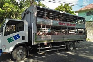 Truck na may 70 baboy naharang sa Ilocos Sur, 2 arestado