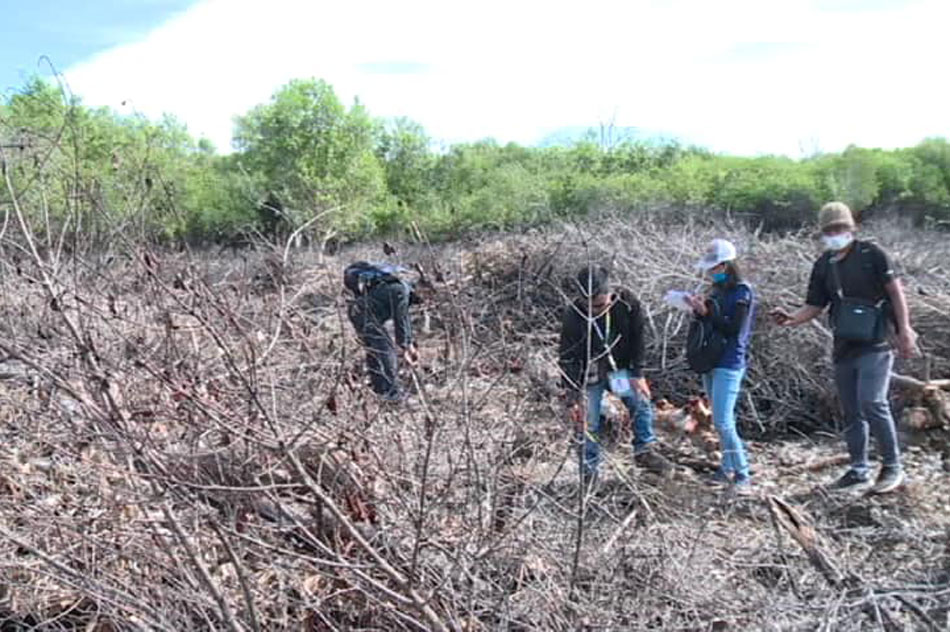 Pagkalbo sa bahagi ng mangrove area sa Puerto Princesa, iniimbestigahan 1