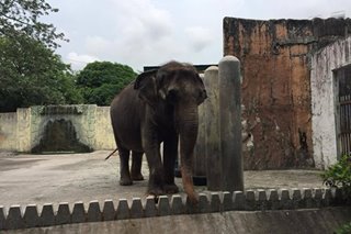 Manila Zoo to stay closed until 2022 as it prepares for major facelift