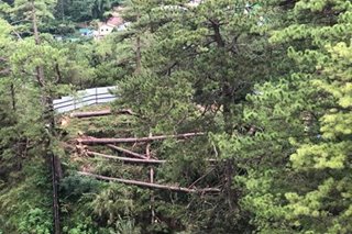Pagpuputol ng puno sa Baguio City para sa pagpapatayo ng gusali inalmahan
