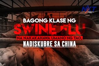 Bagong klase ng swine flu na nakakahawa umano sa tao, nadiskubre sa China