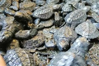 90 hawksbill turtle hatchlings pinakawalan sa Zamboanga del Sur