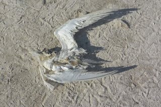 Migratory bird sa Tubbataha Reefs park, namatay dahil sa plastic