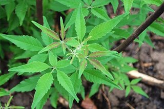 DOST: Lagundi helped patients recover from mild COVID-19 symptoms in trial